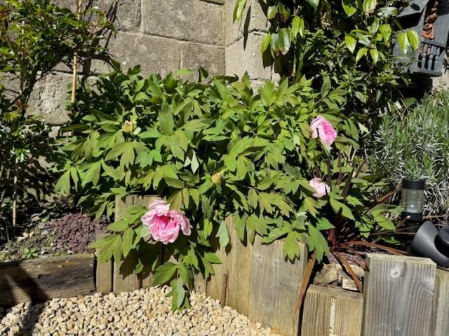 Apartment Ti Massa - Petit Cocon Avec Jardin A St Servan